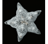 Астрофитум многокрапинковый "Онзука" (3 шт.) / Astrophytum Myriostigma cv. Onzuka